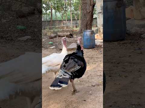 Wild turkey 🦃 తొండం కోడి | గిన్నికోడి Guineafowl