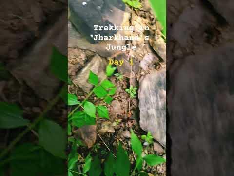 Adventure in Jharkhand's Jungle  #nature #greenrelax #ytshorts #travel #jungle #dropzone #getabag