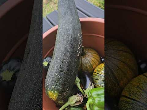 Huge 😱 #zucchini #vegetables #courgette #shortsvideo #shorts #shortsfeed