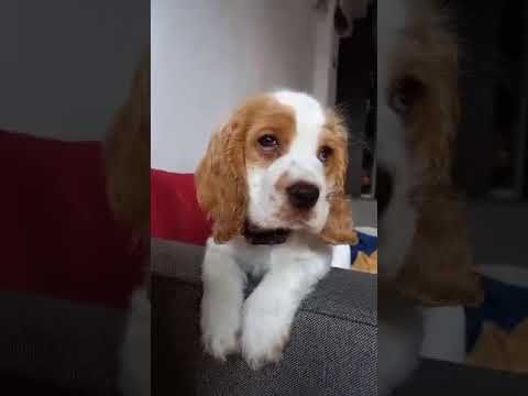 A month old Dori, my female cocker Spaniel, reacting to a funny sound I made.  #puppyvideos