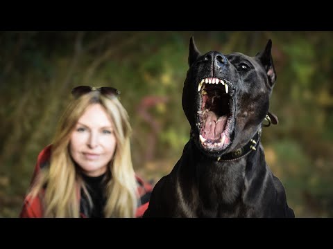 THE BORZ HUND - FIERCE PROTECTION GUARD DOG - 'still not' THE CANIS PANTHER