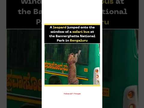 Leopard Benguluru #benguluru #leopardvideo #news #trendingshorts