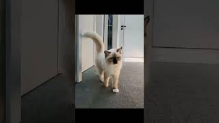 cat behavior compilation 4 #cats #catslovers #catsfunny