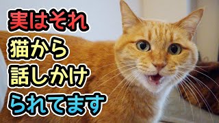 【可愛い鳴き声】猫が話しかけてくる時の気持ちを5つご紹介