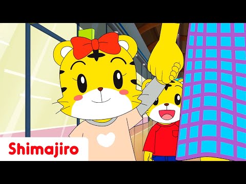 Stay with you Mum or Dad! | Safety manners with Shimajiro | Kids songs & Nursery Rhymes