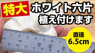 【初挑戦】特大ホワイト六片の植え付け～ニンニク栽培つるつる植え実践～