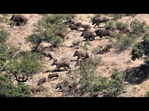 BEST WILD BOAR HUNTS 6 - EFSANE AYAŞ DOMUZ AVI