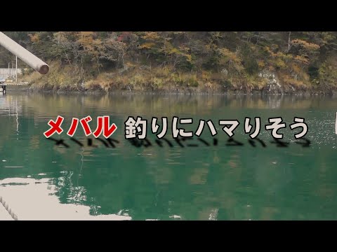 【メバル】メバル釣りってこんなに楽しいんだ～