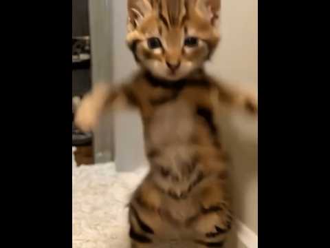 ⚠️How about this dance#cats #catvideos #catlovers #catshorts