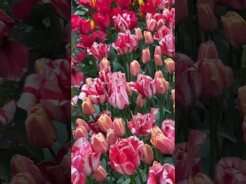 Tulips #flowers #springflowers #spring #garden #gardening #travel #travelvlog #music #piano #trend