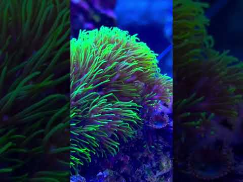 #shorts #coral #reef #coralreef #aquarium