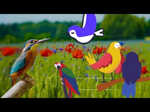 Sounds of Small Birds in the Forest - Part 1