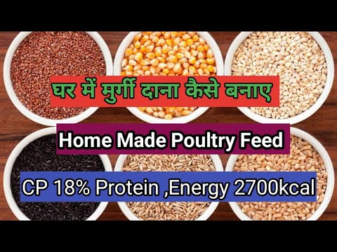 Ghar me Murgi Dana kaise banaye || How To Make Desi Murgi Feed at Home