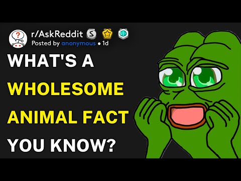 What's a wholesome animal fact you know? (r/AskReddit)