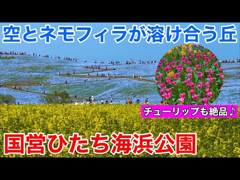 【茨城観光】ネモフィラ！菜の花！チューリップ！　花の楽園 国営ひたち海浜公園を散策