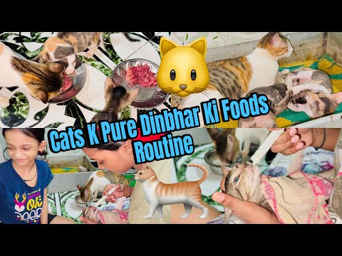 Cats 🐈 🐱K Pure Dinbhar Ki Food 🍛 Routine | Kya Kya Khate hai Paltu 🐈 Cats 🐱