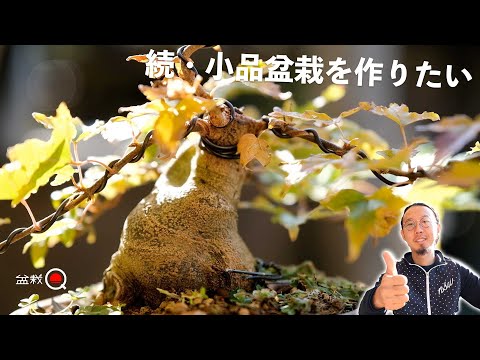 [Kaede] I want to make a small bonsai from a fat maple in the field. November edition [Bonsai Q]