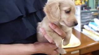 奈良県カニンヘンダックスブリーダー子犬販売｜クリームメス｜PADOG中部