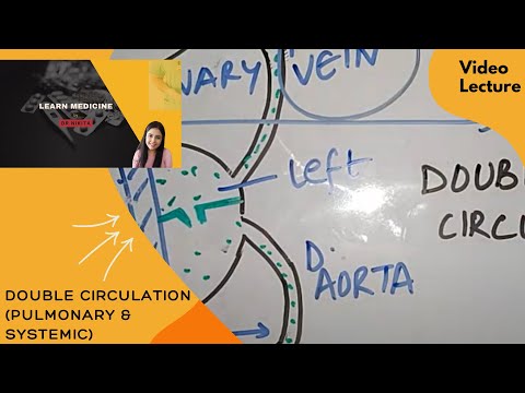 Circulatory System | Double Circulation |  Pulmonary Circulation | Systemic Circulation