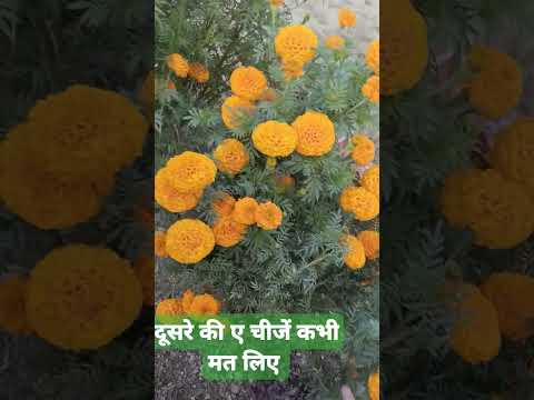 दूसरे की ए चीजें कभी घर मत लाना #shortsfeed #motivation #life #story #yt #funny