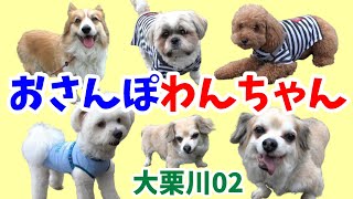 【おさんぽわんちゃん】多摩川支流の大栗川でのおさんぽわんちゃん。大栗川わんちゃん02