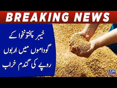 Wheat worth billions of rupees spoiled in warehouses of Khyber Pakhtunkhwa