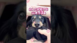 犬が好きなな匂い3選➰🐕みんなはいくつ知ってた？？🤭#犬 #犬のいる暮らし #愛犬 #わんこ #犬バカ部 #ペット#犬好きな人と繋がりたい#ミックス犬 #犬のいる生活 #わんこのいる生活