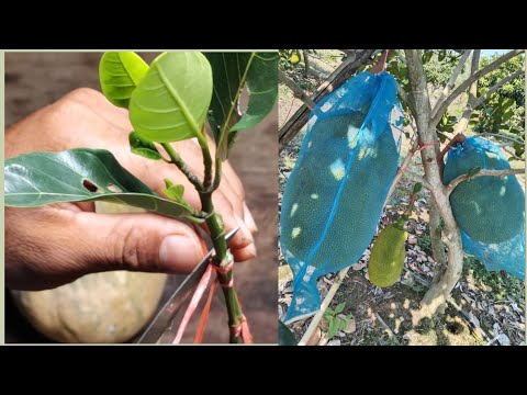 how to graft jackfruit 100% success