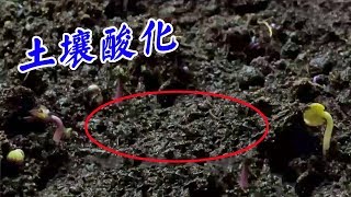 土壤越来越“馋”？其实是土壤酸化的原因，简单四步调理【付老师种植技术团队】