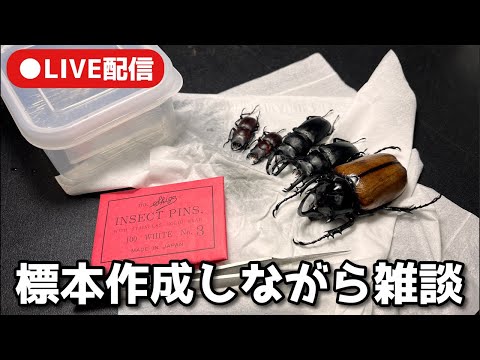 LIVE配信　標本作りながら雑談【クワガタ飼育】