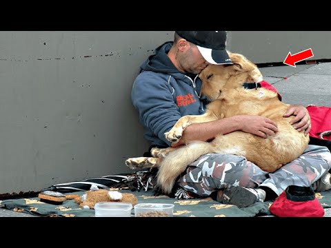 The Loyal and Devoted Dog Stands by Homeless Owner, Creating A Touching Moment To Millions Around Th