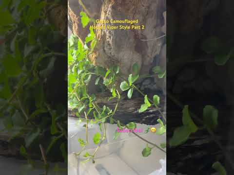 Mediterranean Gecko Camouflaged Like a Horned Viper