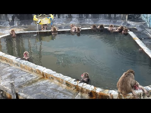 猿がお風呂入っているのを観察してみたpart2 【函館亜熱帯植物園】