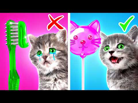 I Built a Secret Cat Paradise – Watch the Transformation! By CoCoGo!