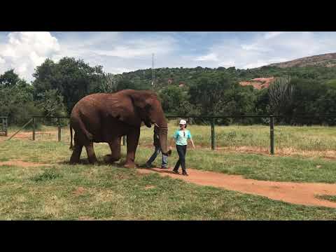 Walking with wild Africa elephant