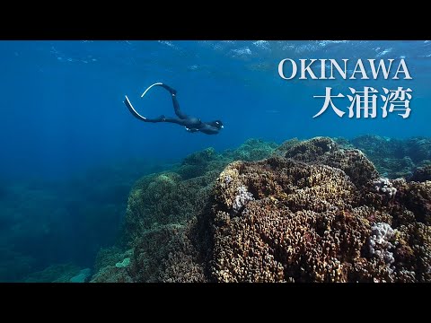 Snorkeling at Okinawa Ourawan to see the largest class colony of blue coral｜シュノーケリング＠沖縄大浦湾