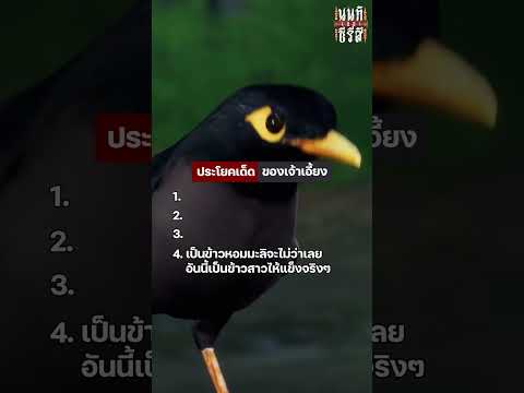 นนท์เดอะซีรีส์ ประโยคเด็ดเจ้านกเอี้ยง | หลอนไดอารี่