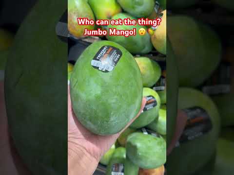 This is huge as in Jumbo Mango! 🥭😮 #fruit #mango