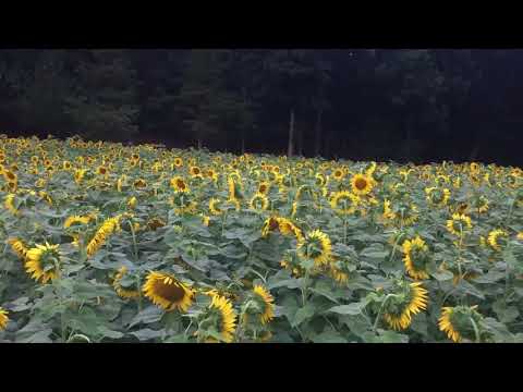 Sunflower Paradise