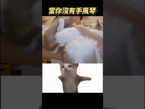 比爾比爾｜當你沒有手風琴 #貓貓手風琴