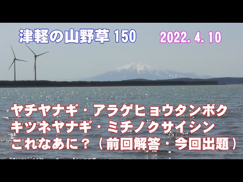 津軽の山野草150(ﾔﾁﾔﾅｷﾞ・ｱﾗｹﾞﾋｮｳﾀﾝﾎﾞｸ・ｷﾂﾈﾔﾅｷﾞ・ﾐﾁﾉｸｻｲｼﾝ・これなあに？)