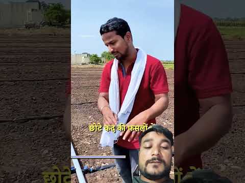 #indianfarmer #farming #farmingindia #agriculture #kisan #farmer #santoshjadhav #shortvideo #food