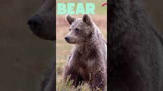 BEAR SPELLING | AtoZ animals | #spelling #BearSpelling #SpellingForKids