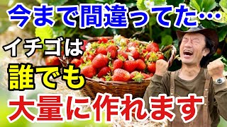 【目からウロコ】自宅で大量にイチゴを育てる方法教えます　　　【カーメン君】【園芸】【ガーデニング】【初心者】