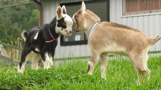 Cute little goat fight