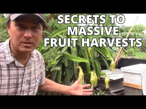 Crazy Asian Gardener Shares Secrets to Grow the Most & Best Tasting Fruit