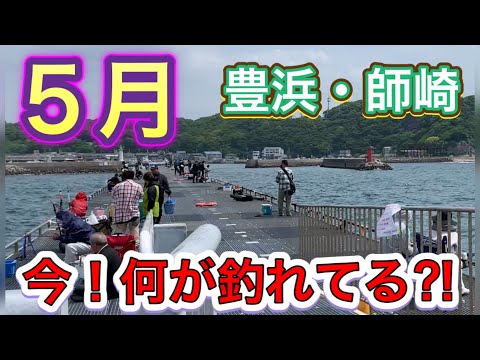 【５月調査】豊浜海釣り公園・師崎漁港５月何が釣れてるのか調査に行って来ました！