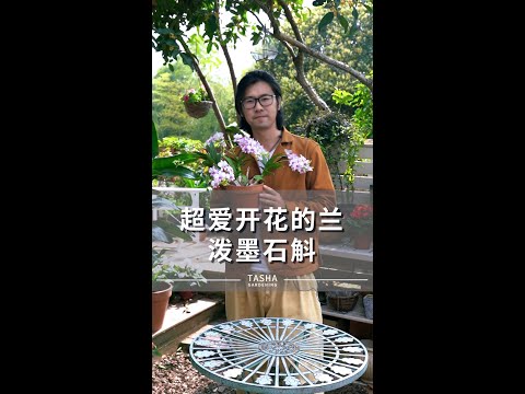 仙气飘飘的泼墨石斛， 怎能不惹人喜爱呢？