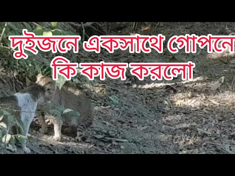 দুজনে একসাথে গোপনে কি কাজ করলো #funny #nishebd