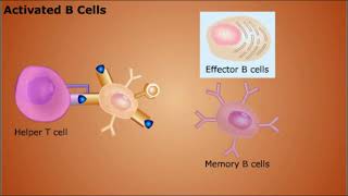 The Humoral Immune Response || Immune System